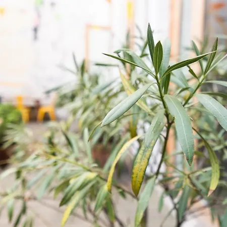 Vandrerhjem Slo Saxe Lyon